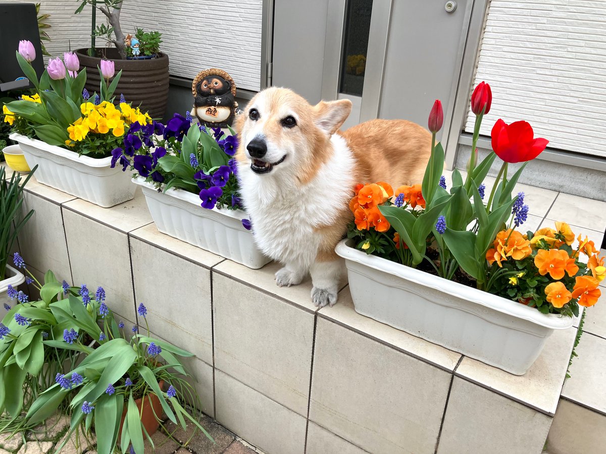 しお(ベル🐶) tweet media