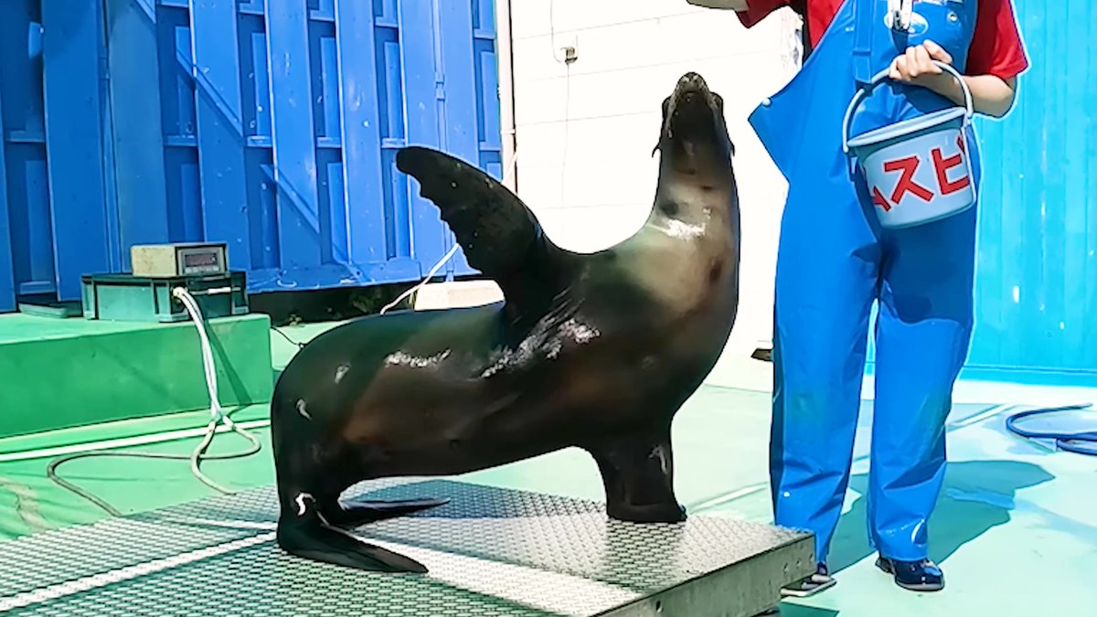 SaibaLucks,LLC/サイバラックス tweet media