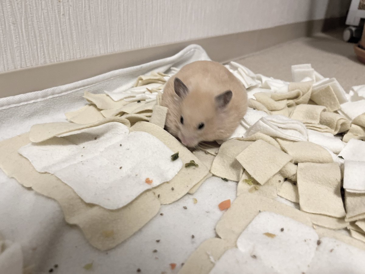 かわいぷん tweet media