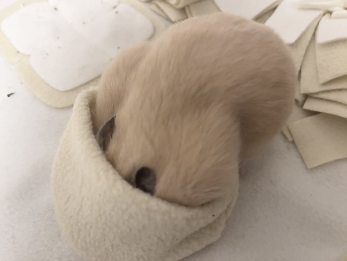 かわいぷん tweet media