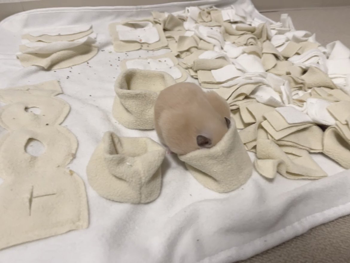 かわいぷん tweet media