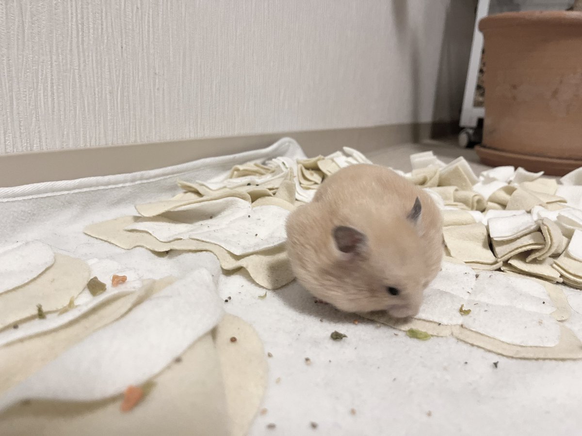 かわいぷん tweet media