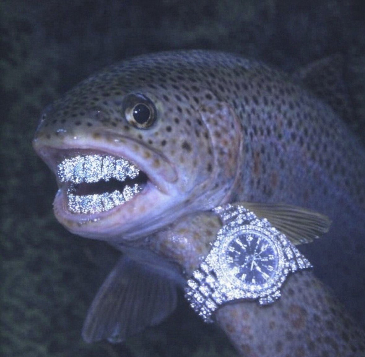 $BigTrout Mode🌊🐟 tweet media