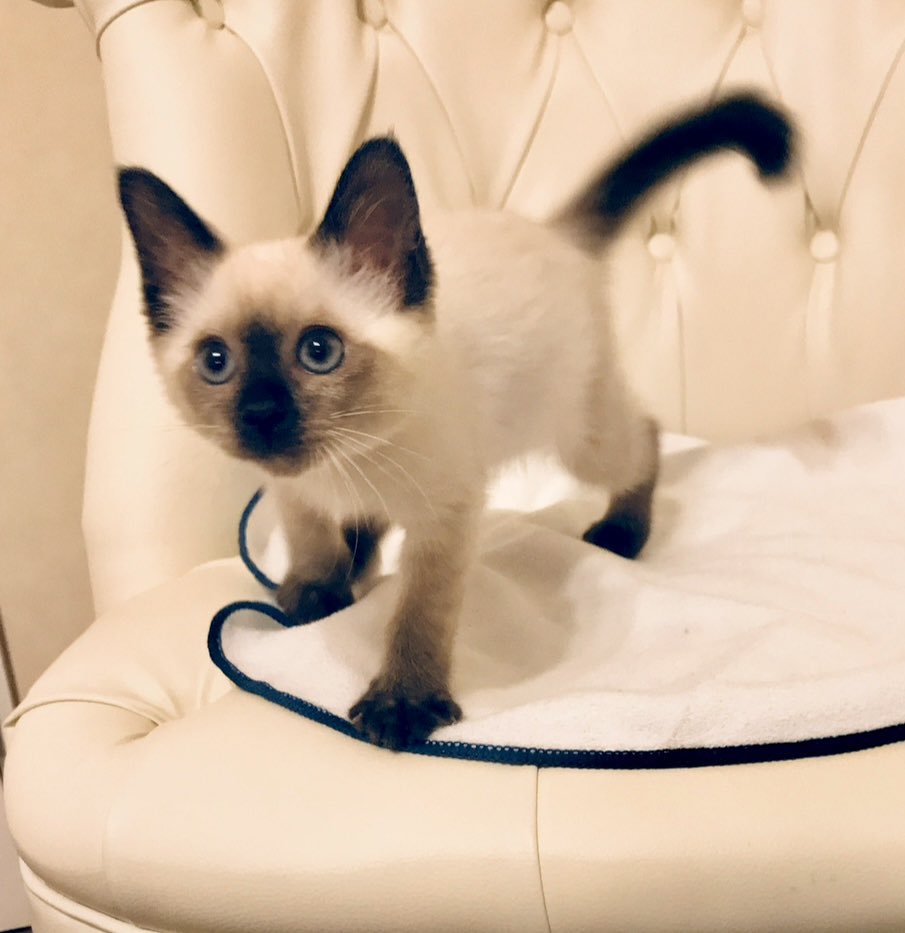 ソレイユ tweet media