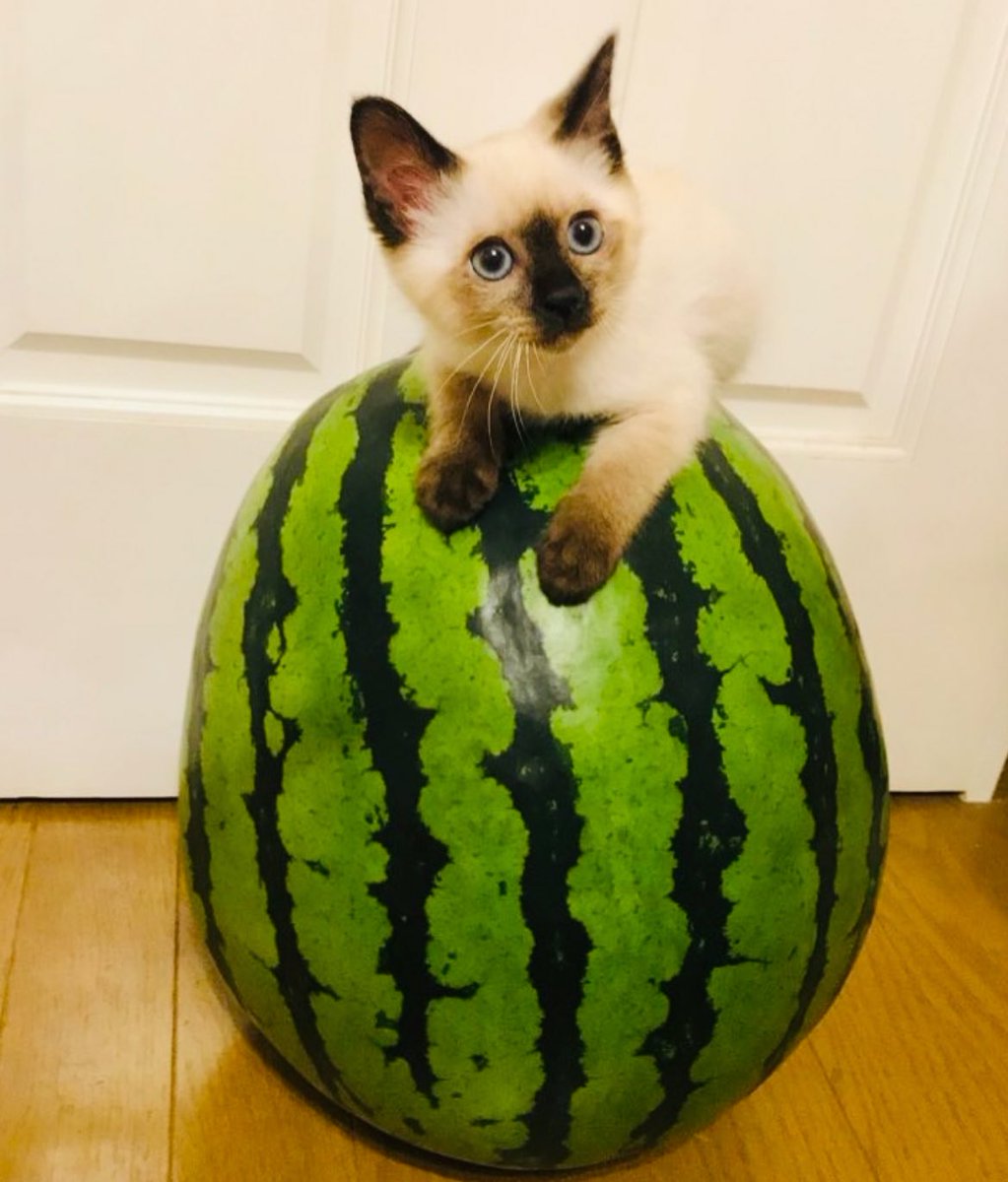 ソレイユ tweet media