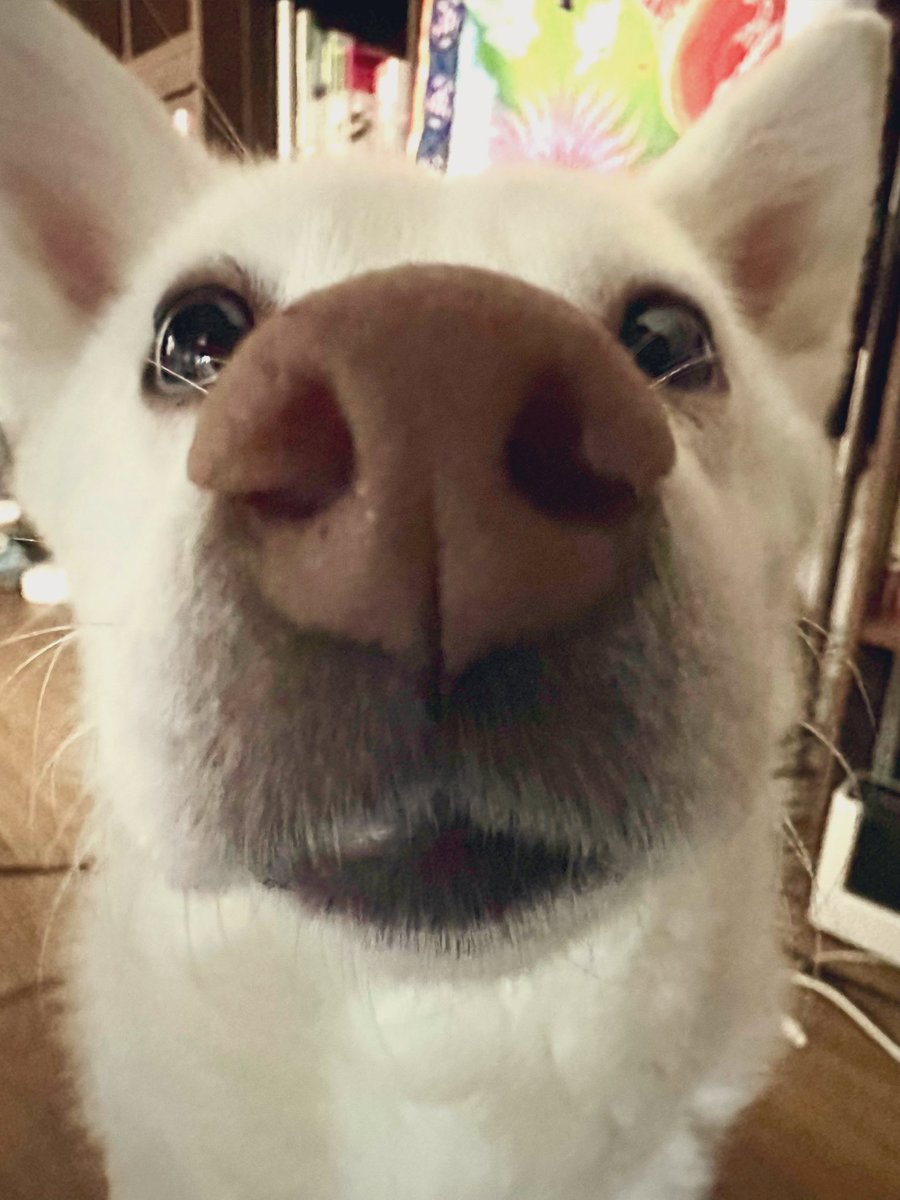 春壱 Haruichi tweet media