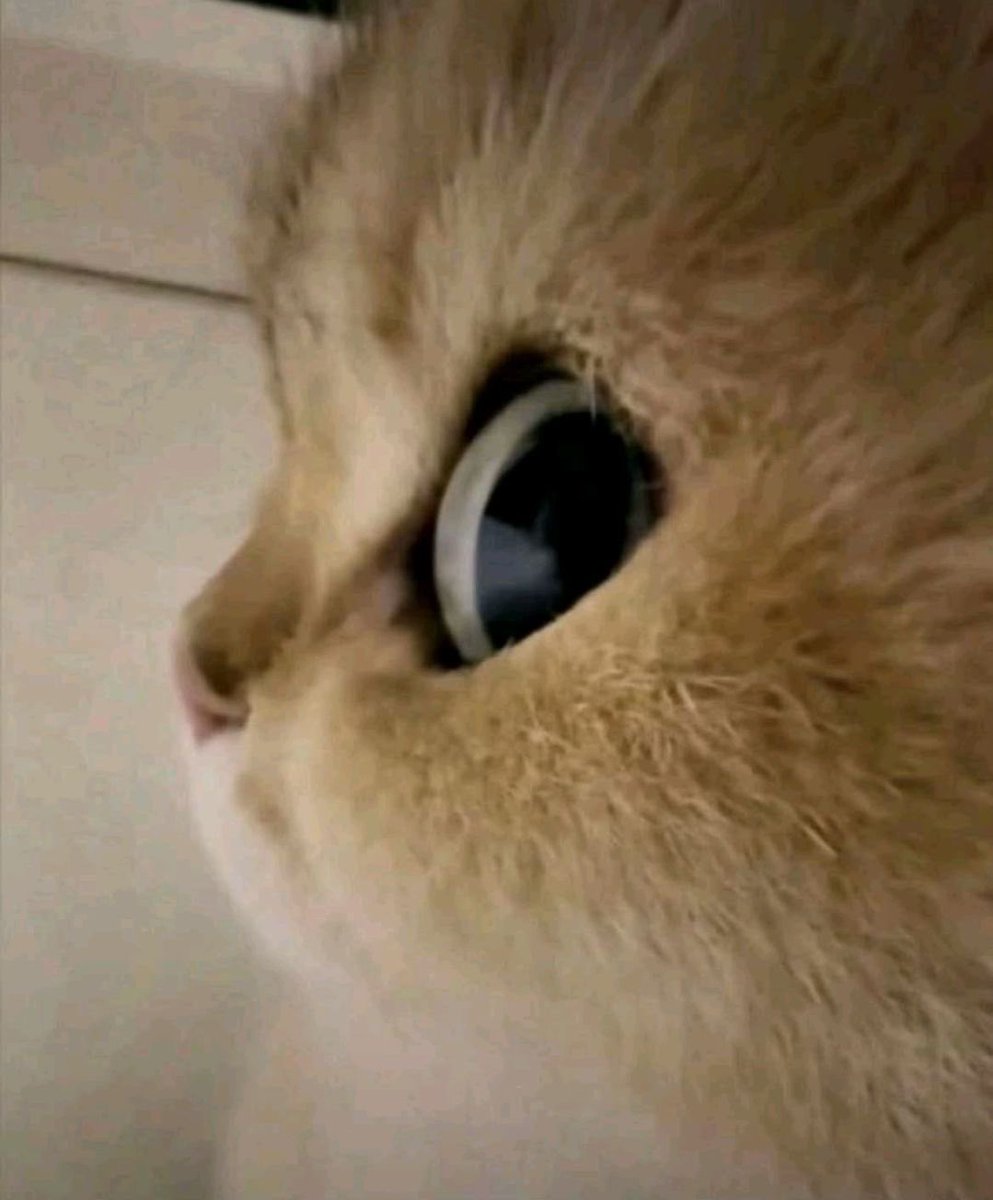 •°. *࿐ 𝑫𝑨𝑾𝑵 tweet media