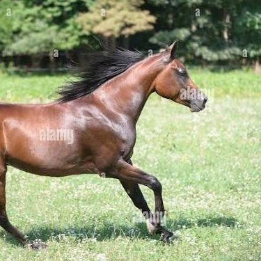 HorseEater! tweet media