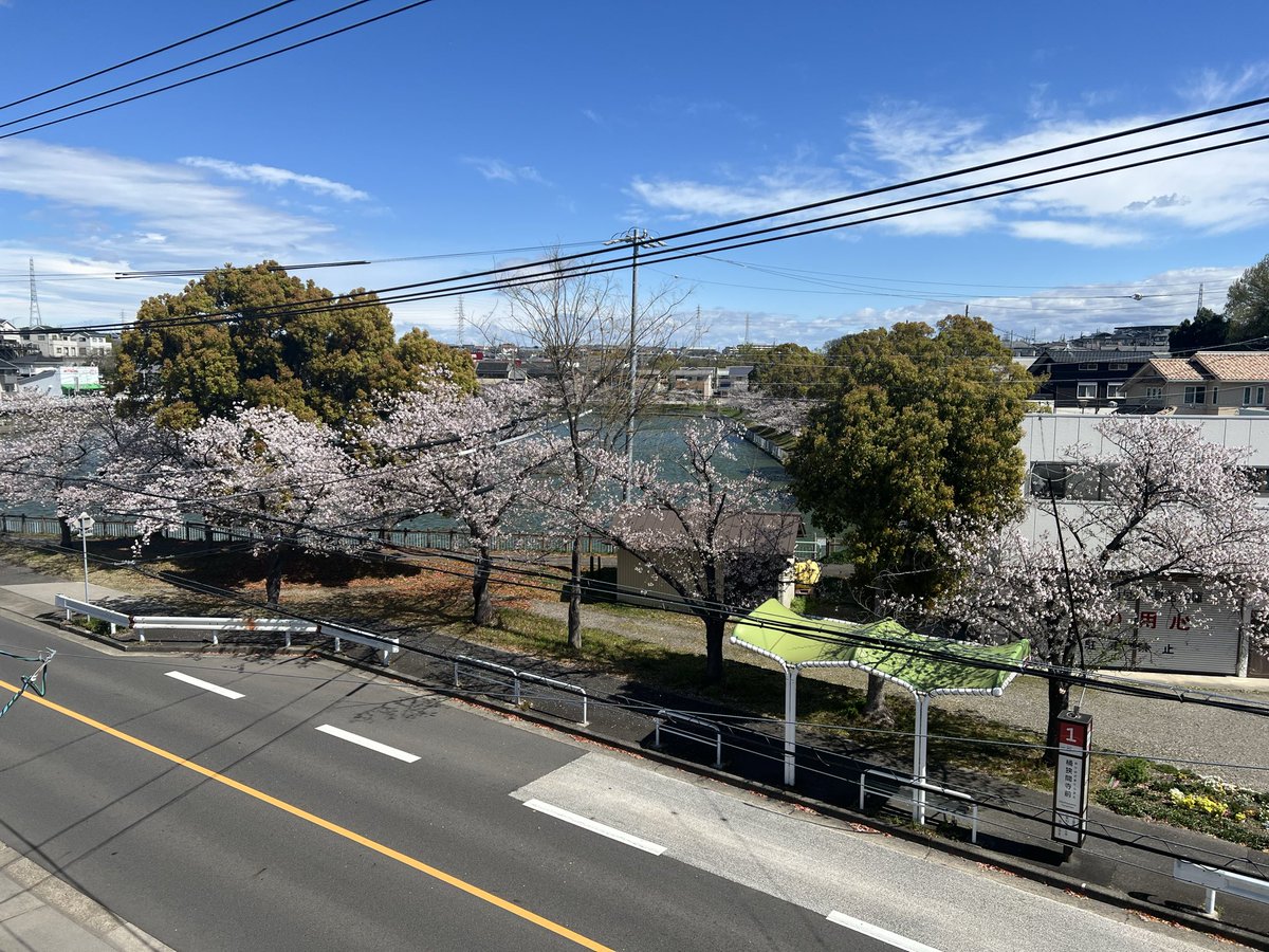 お店の前の桜が満開になった瞬間に☔️２日と強風で既に寂しい感じに。とりあえず窓から花見