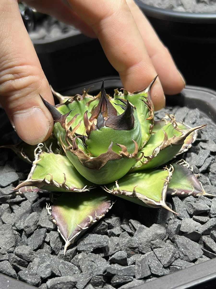 てっくん@تيكّون tweet media