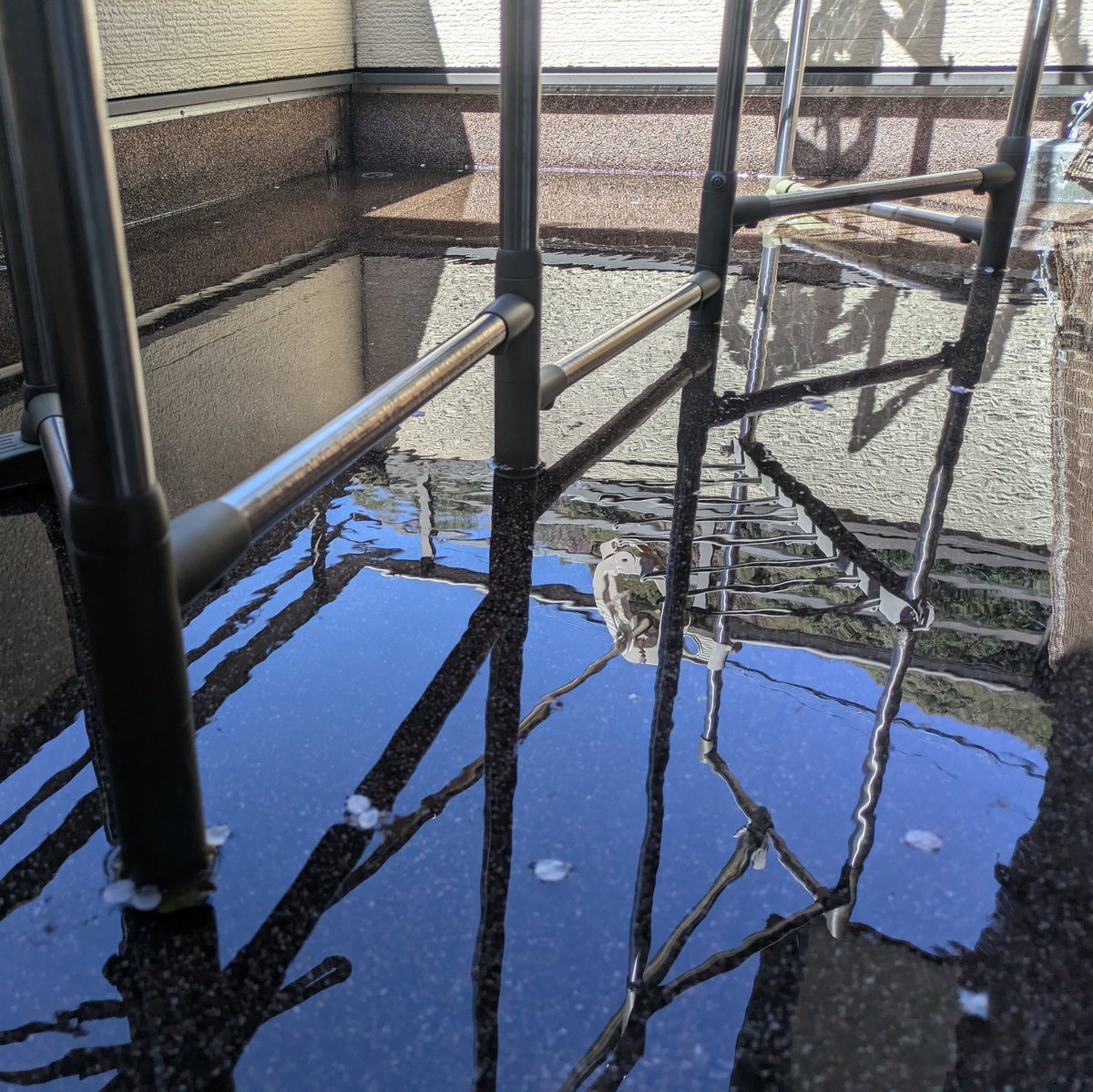 昨日の雨でベランダに水が溜まって実質花筏まである