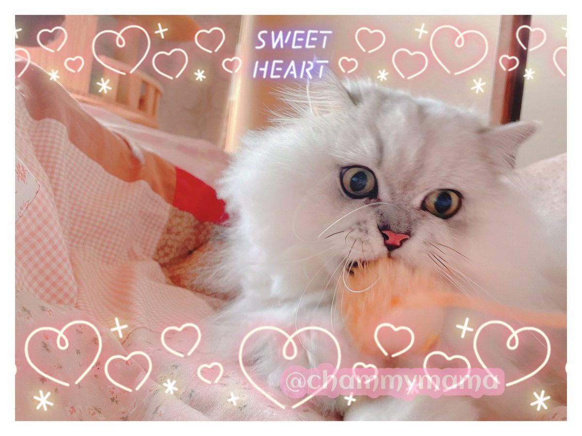 chammymama's tweet photo. 皆様ヽ(´ω`〃)ｵﾋｻ♪です！２月の下旬からの胃腸炎が治ったと思ったら気管支の風邪＆花粉症とWパンチ🤜🤧でお仕事お休みしてたりぐったりしておりました。３月下旬迄年度末でバタバタ昨日から新年度で今度は新しい持ち場でバタバタ💦なのでお返事遅くなってごめんなさい！ボチボチお返ししますね💦 https://t.co/GtYI5muAy0