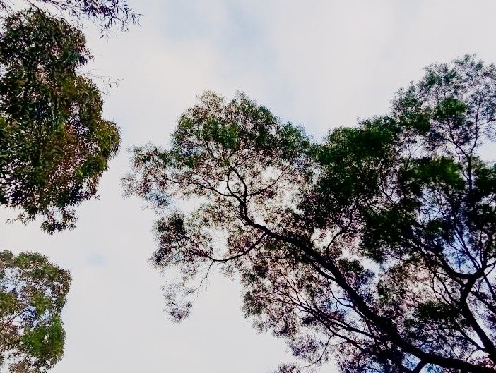 VorTexr0's tweet image. Traded 30 mins of scrolling for morning walks—now wake up with energy, not a screen hangover. ♀ #SmallWins #LifeShift