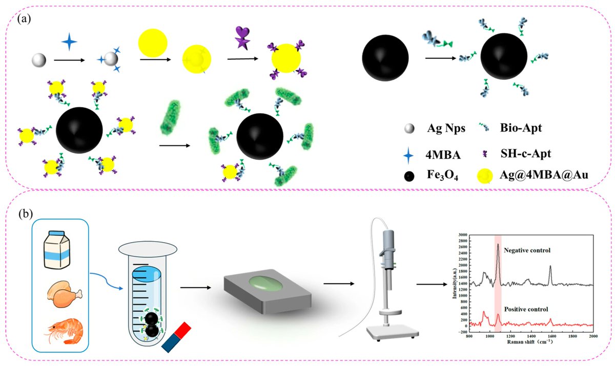 Biosensors_MDPI's tweet photo. 📣Call for Reading:
#Article
Aptamer-Conjugated Magnetic Nanoparticles Integrated with SERS for Multiplex Salmonella Detection
By Fan Sun et al
https://t.co/YZzzyjl8ar
#Salmonella #SERS #aptamer #real_sample
#biosensor #Open_Access https://t.co/4oi5lTZbeO