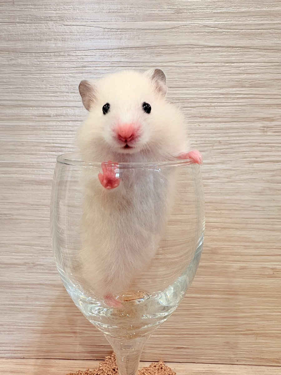 🐹ふるくる-Frucle-🐹 tweet media