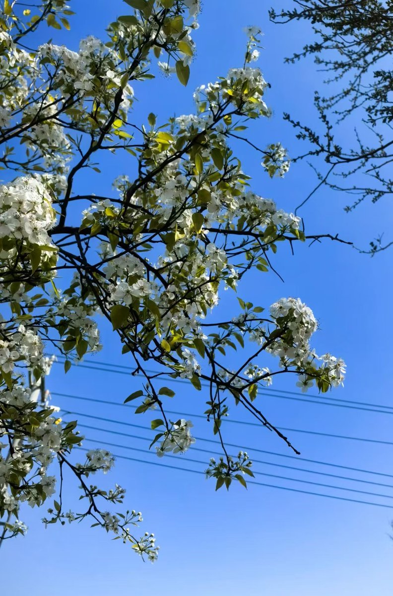 不爱吃糖的猫(互fo) tweet media