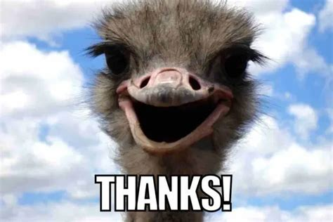 CosmicLifeOfMe's tweet photo. #PTSDChat I thank the nestlings who posted tonight. It's never easy for them to do so, and it's even harder for them to keep it algorithm-clean. #KWIM?
C'mon, you didn't know I had to throw in something that might be funny? https://t.co/LWDylsm27x