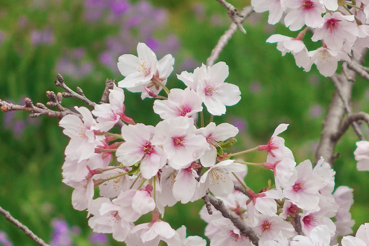 小田 祐子｜Clarinet｜おだゆうこ tweet media