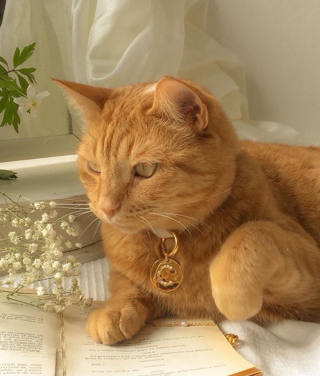 mads ✿ tweet media