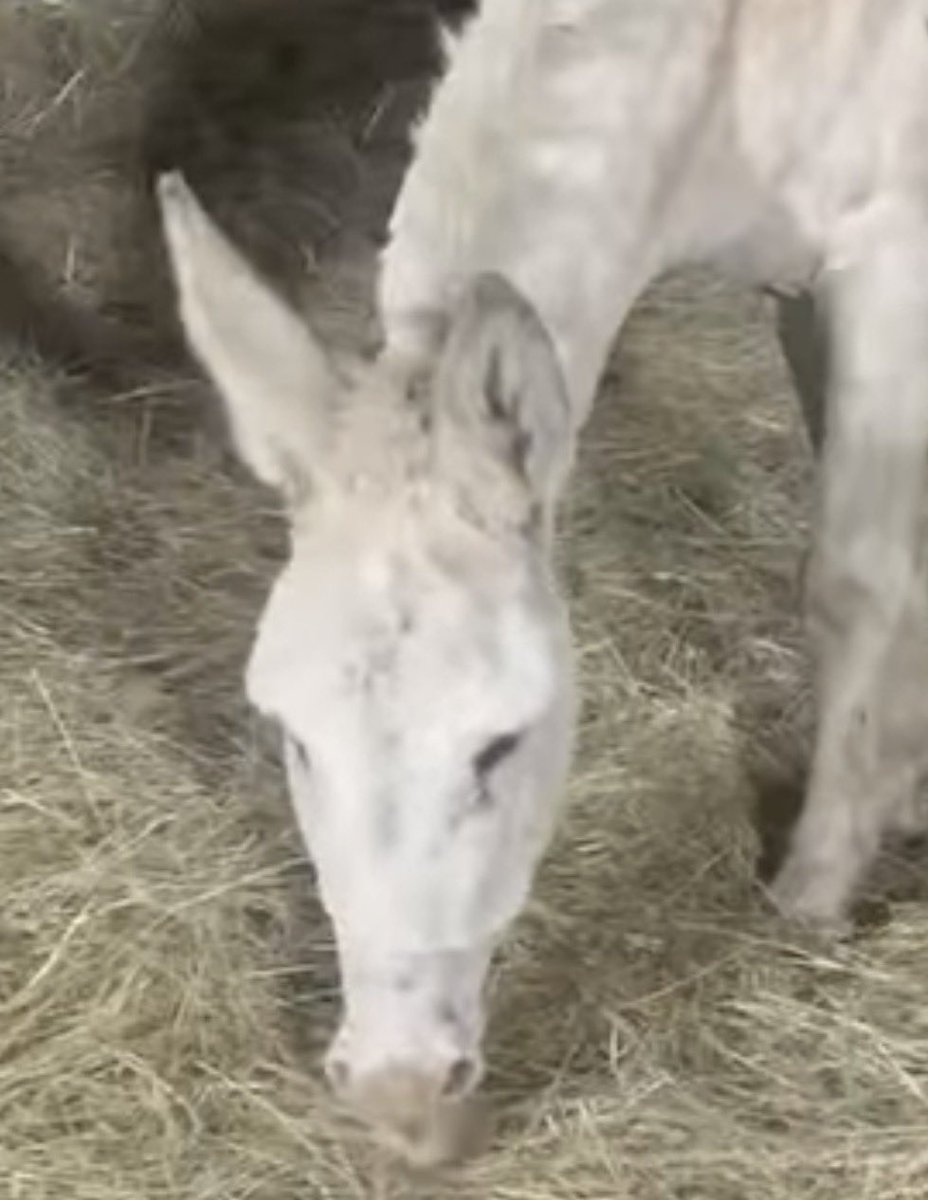 Another innocent soul “thrown away” and facing the unthinkable. Hemi desperately needs our help to avoid slaughter and find safety with Dulay. We cannot turn our backs on him. Please, if you can, donate to give Hemi the second chance he deserves. Every bit helps! 🐴💔

🙏 Donate