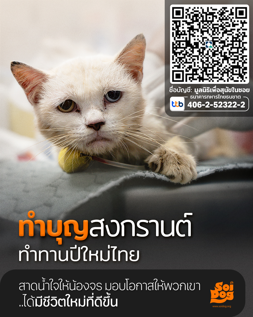 มูลนิธิเพื่อสุนัขในซอย (ซอยด๊อก) tweet media