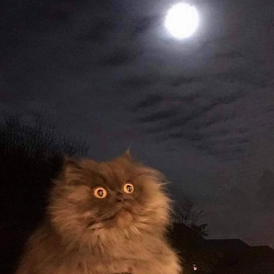 DKAstrology's tweet image. Oh look, its the #fullmoon, I gotta do my ritual!

The ritual: