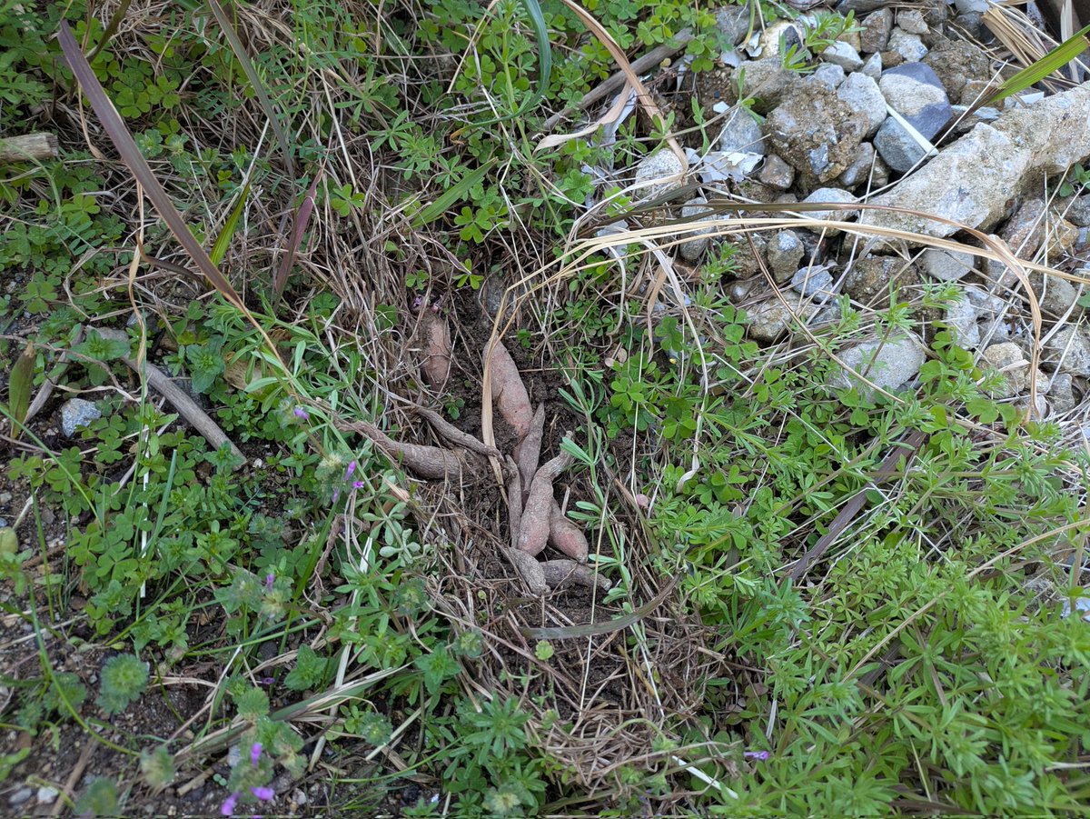 ばーら(バイク) tweet media