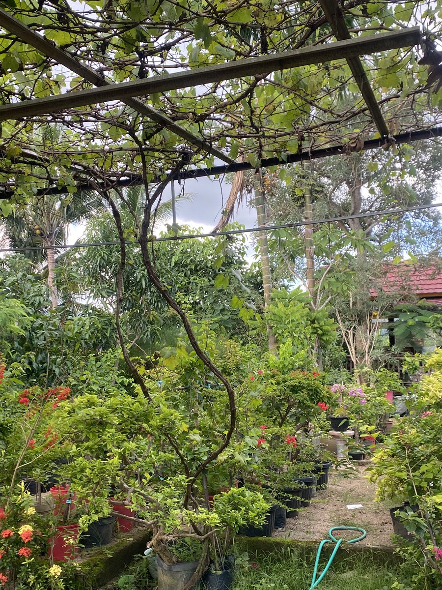 Deo-Maringa L.D.Garaha tweet media