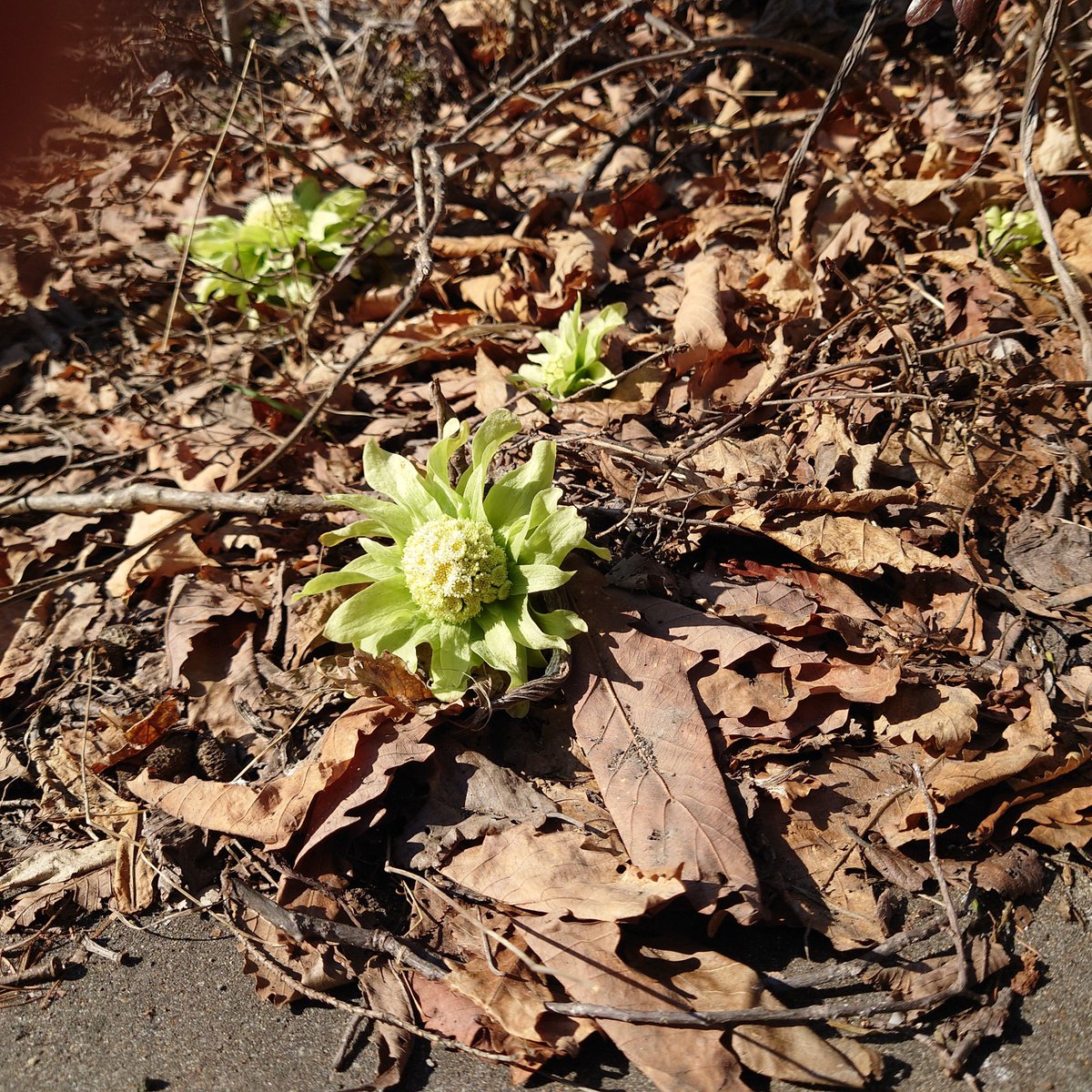 北海道_陸別町 tweet media