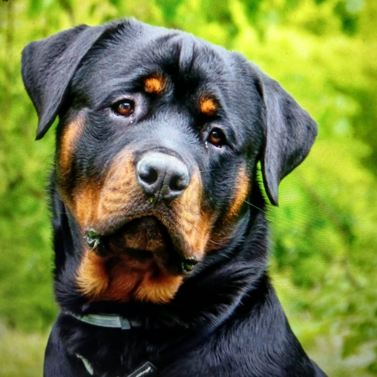 Voor iedereen een mooie donderdag ☕🐕💐🌷🐾🥀🌊🍀👋