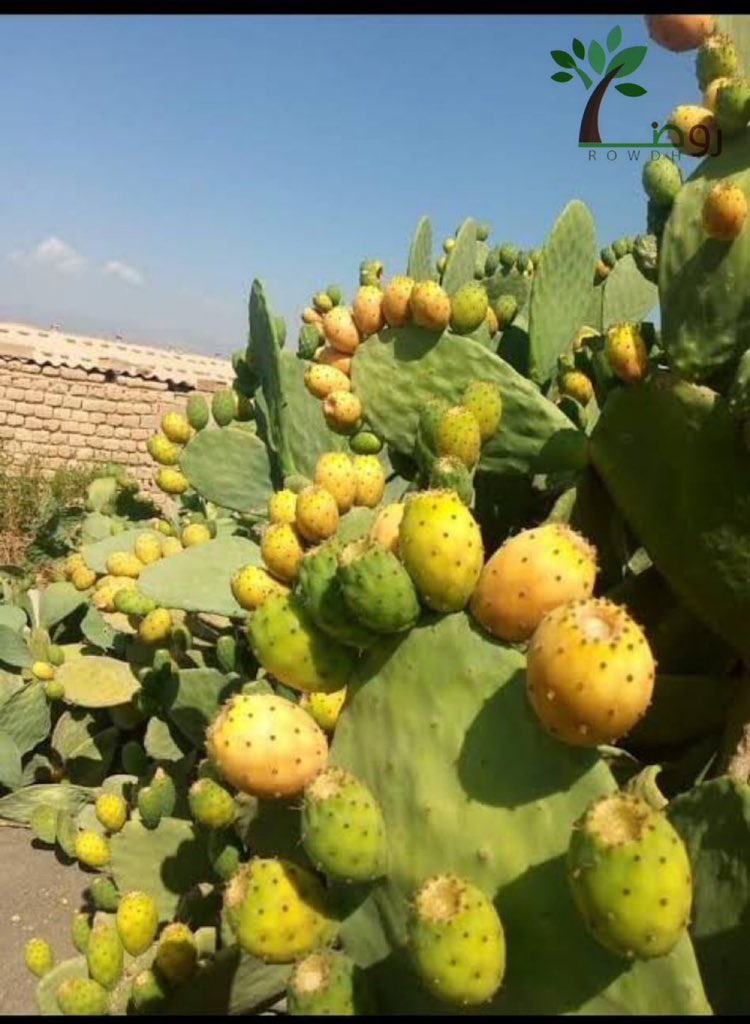 سقراط🌟 tweet media