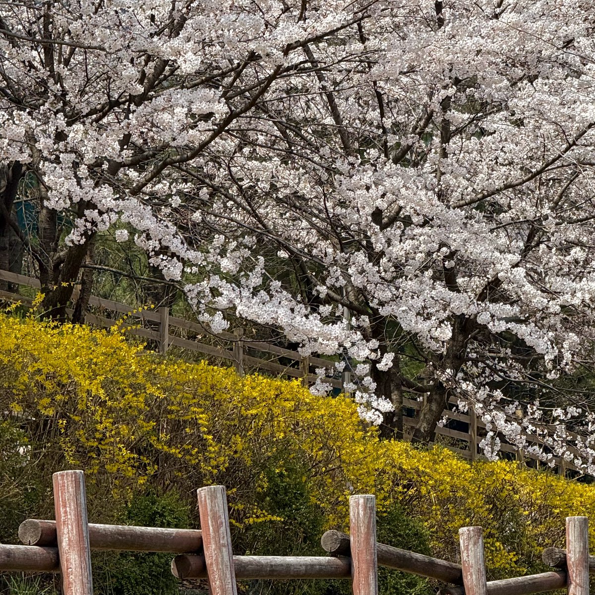 도토리키재기 tweet media