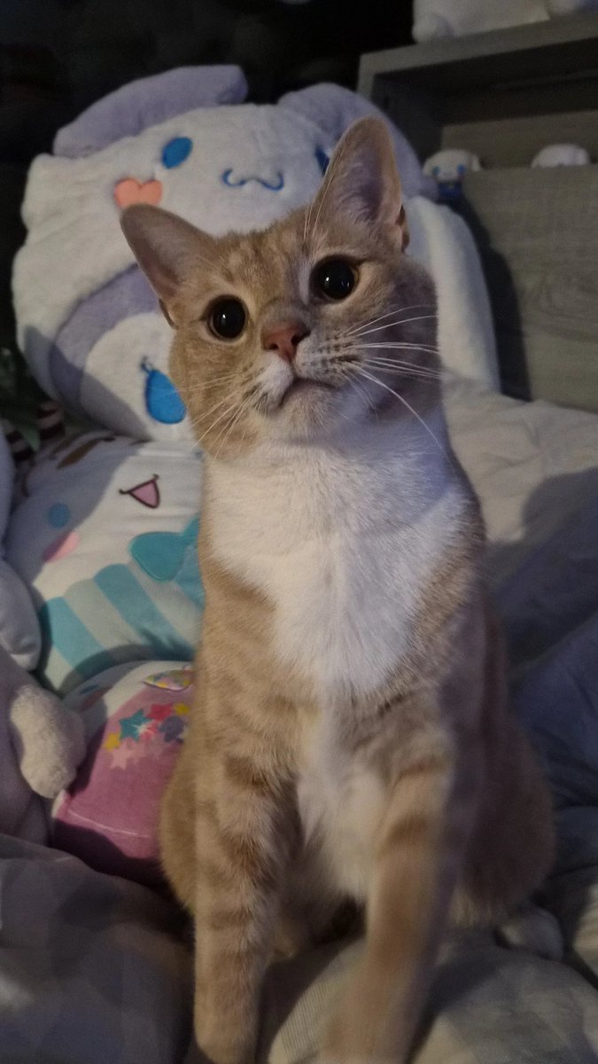 ۶ৎ jess tweet media