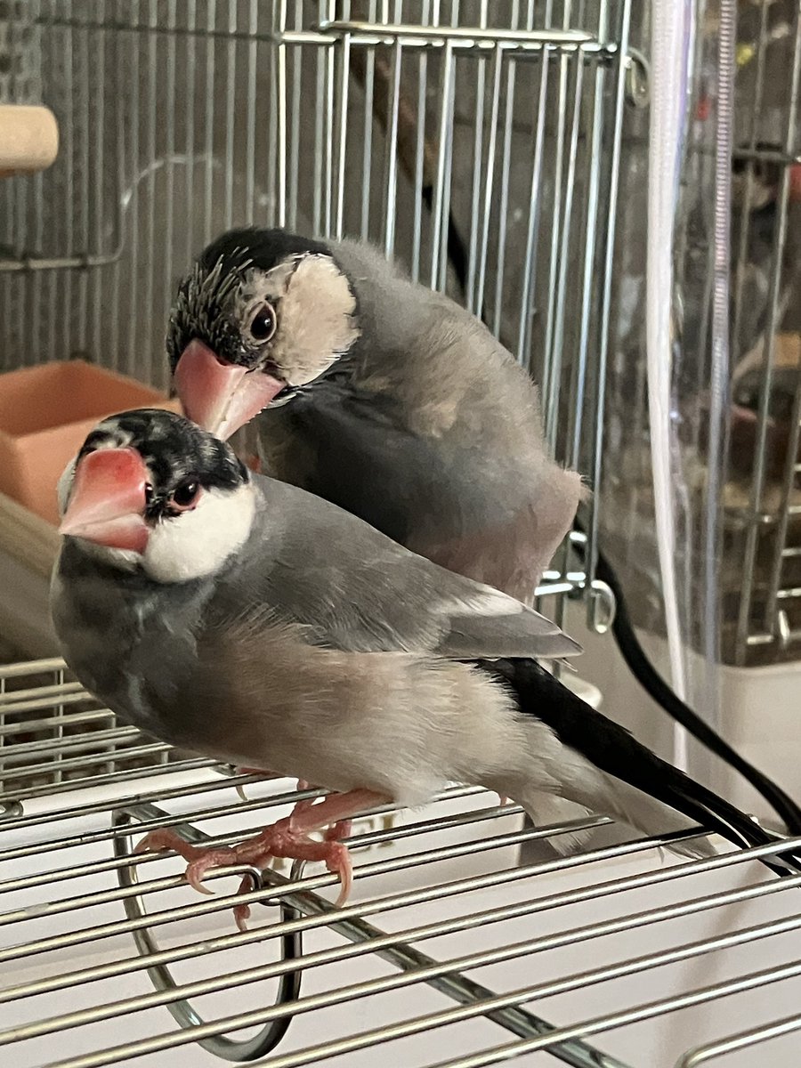 文鳥堂 tweet media