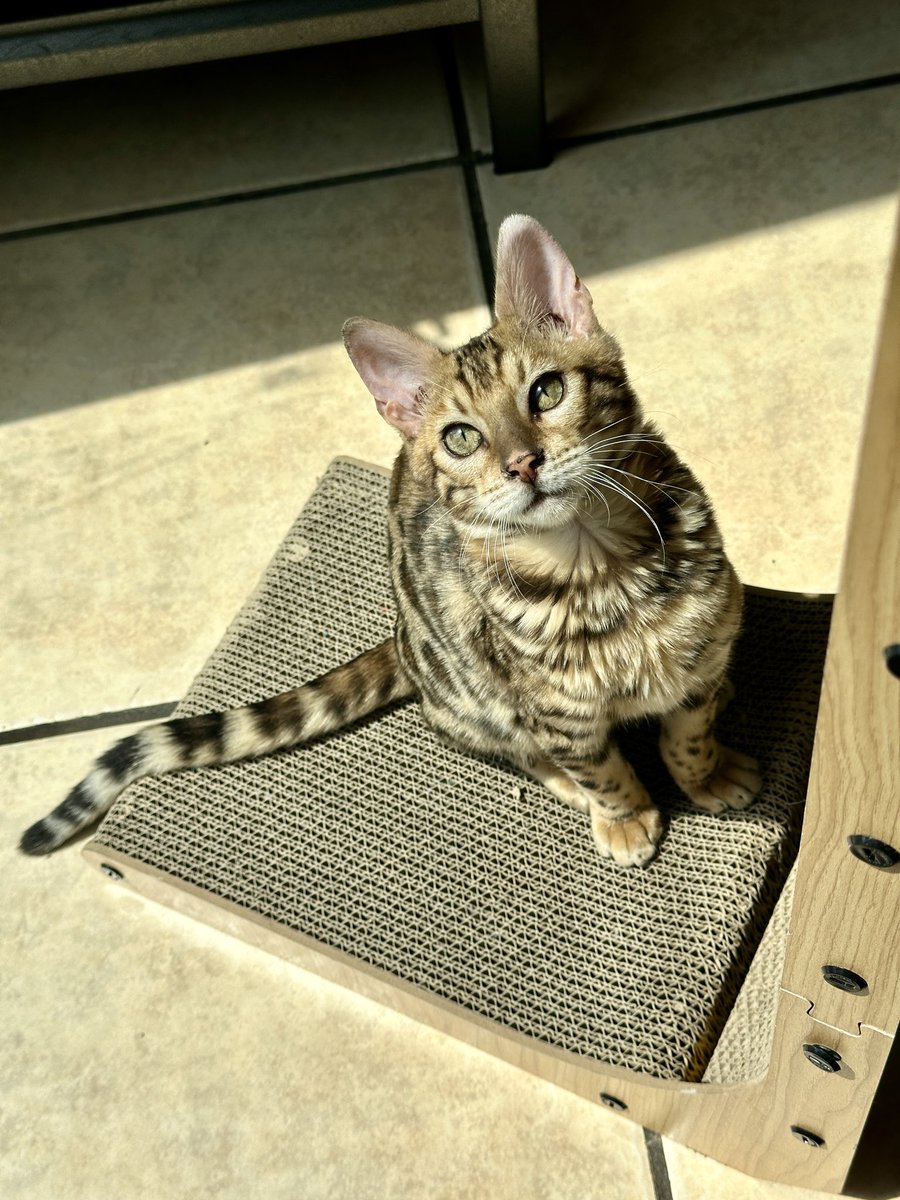blueifyys's tweet photo. Bunker update 🐈 https://t.co/9a7soUw5d1