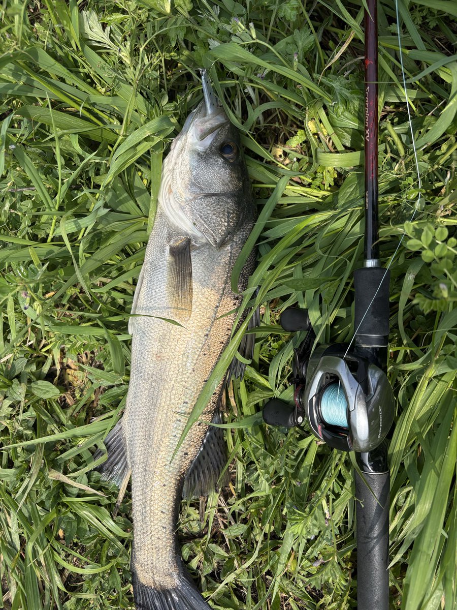 ＤＢＳ🌗ななおじ tweet media