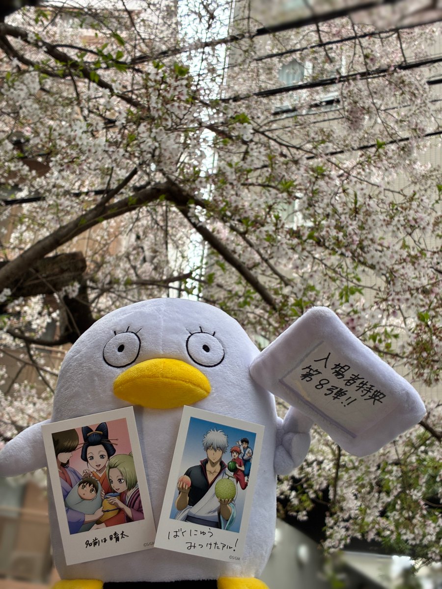 アニメ銀魂＆3年Z組銀八先生 tweet media