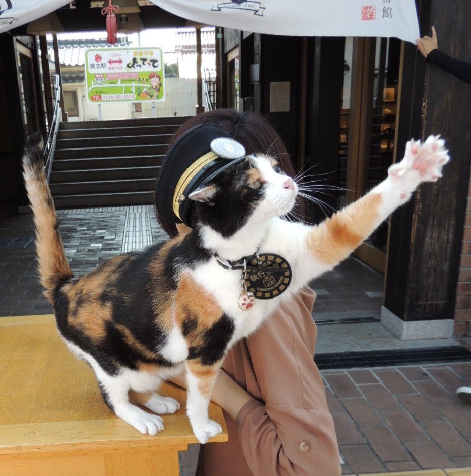 駅長たま tweet media