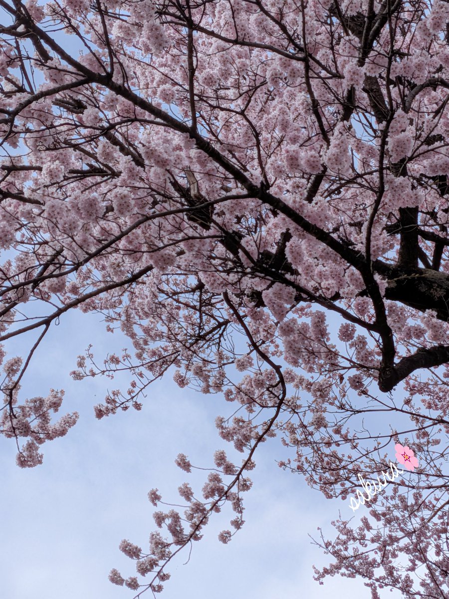 💫みつこ🎶ガーデニア💫 tweet media