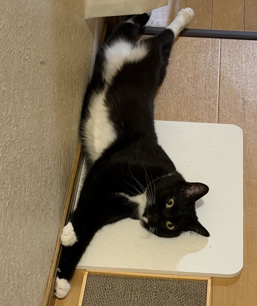 めぐみ♂ tweet media