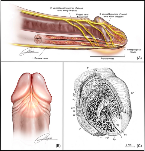 Estudo identifica possível “ponto G masculino” em nova área do pênis: The sensory penis: A comprehensive immunohistological and ontogenetic exploration of human penile innervation onlinelibrary.wiley.com/doi/10.1111/an…