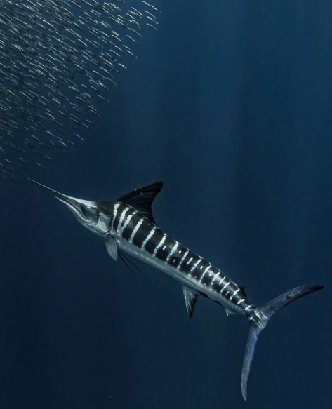 🍎Totally not Mari ⋆˚꩜｡ tweet media