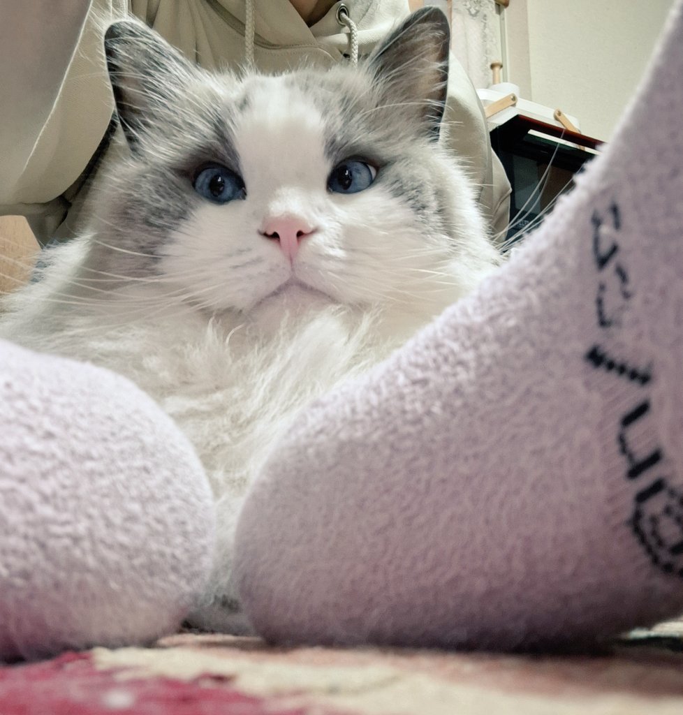 お団子猫 tweet media