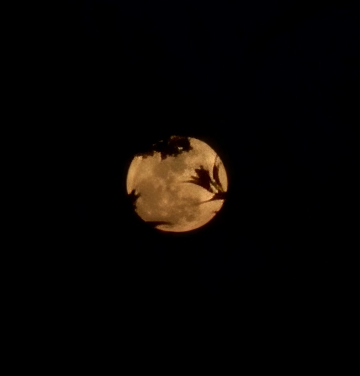 oldsoulkid's tweet photo. Peek a boo moon! https://t.co/epf6ZUGXAA
