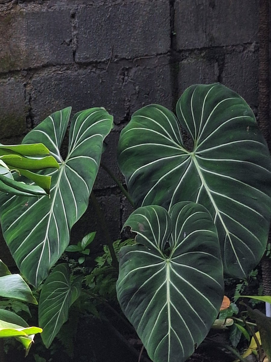 Hellyeah tweet media