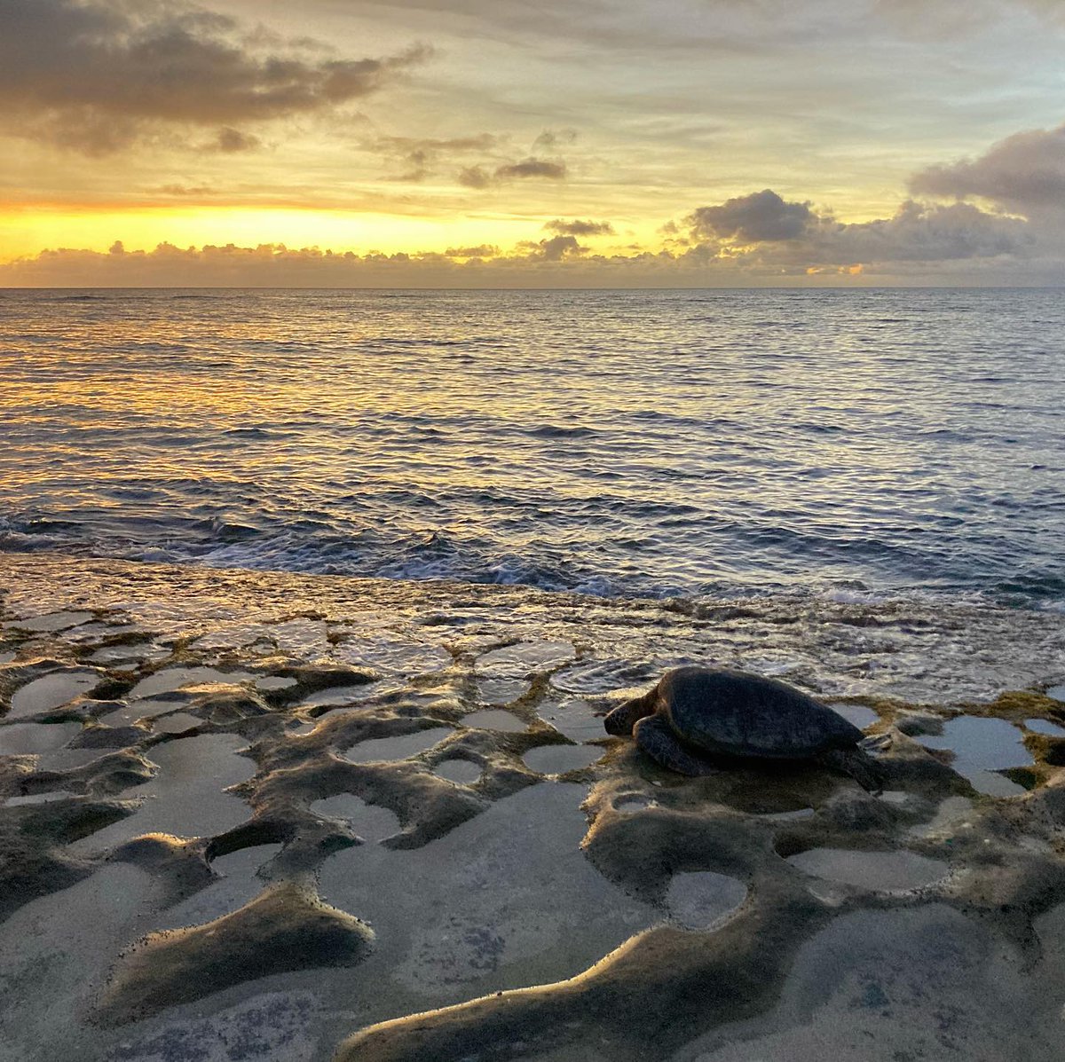 Luigi Archive tweet media