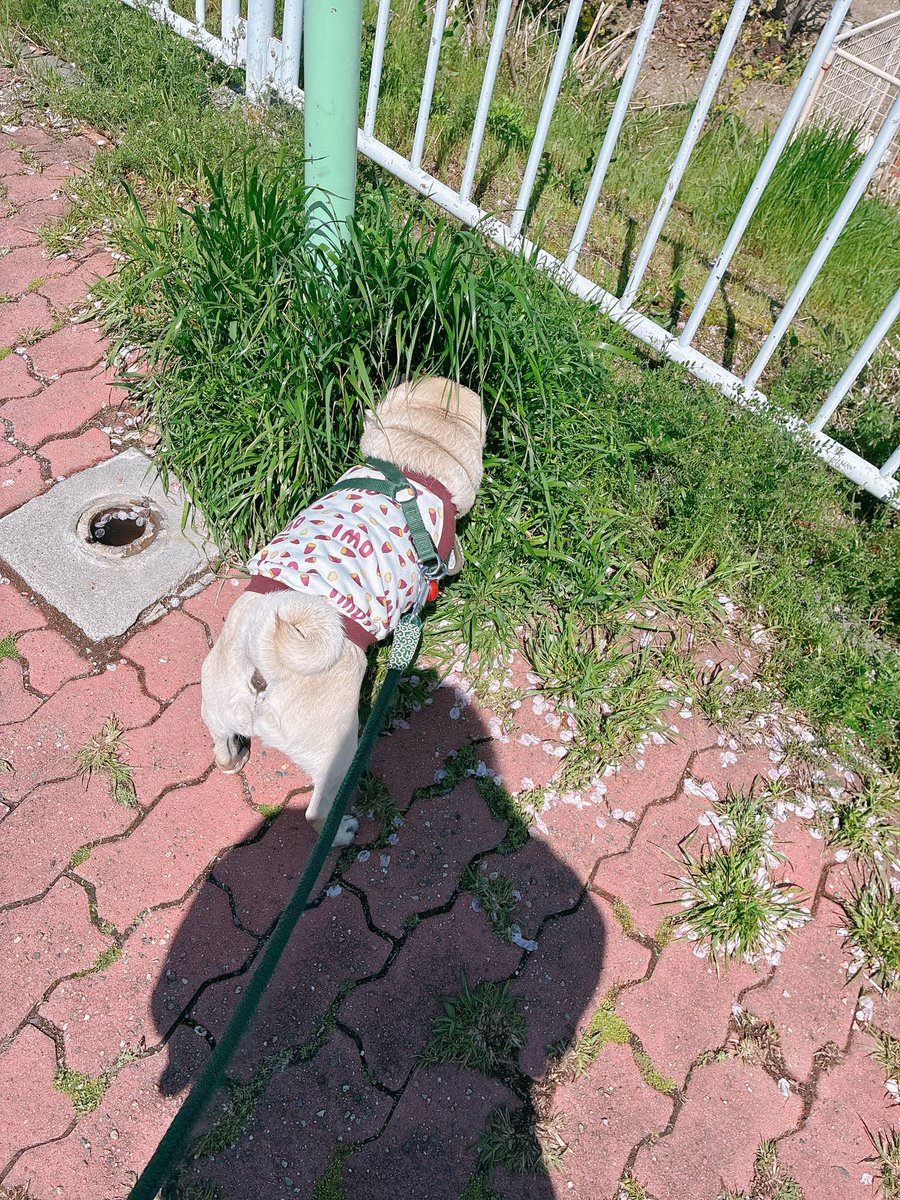 どて煮🐶 tweet media