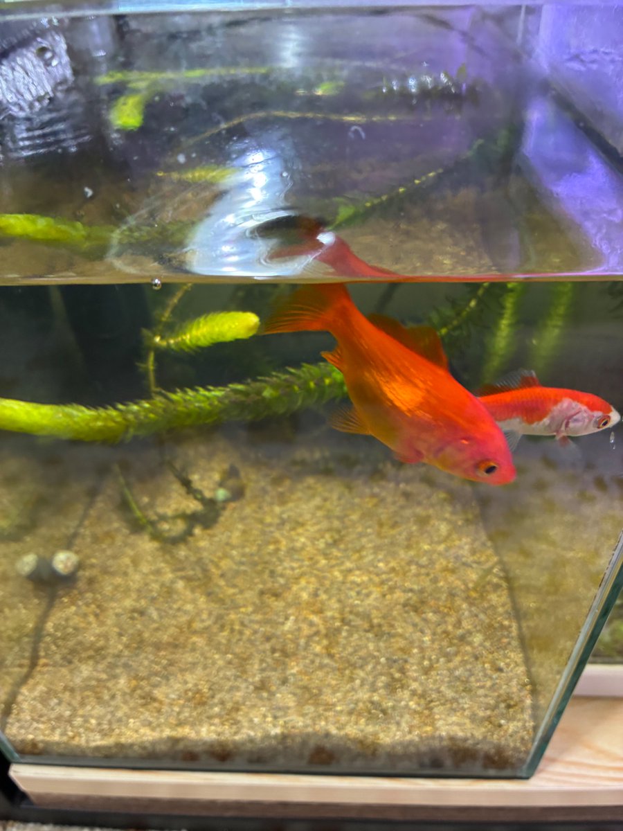 Aura Euronika tweet media