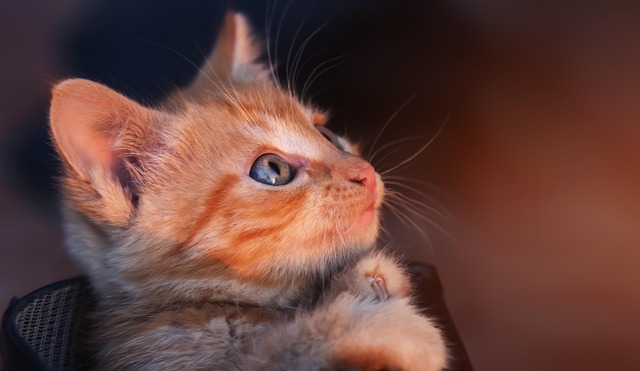 Gempak Miljanovic tweet media