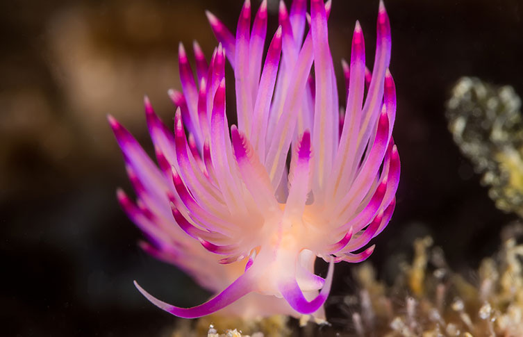 🍎Totally not Mari ⋆˚꩜｡ tweet media